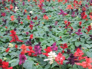 Salvia “Mix”