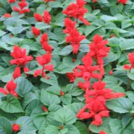 Salvia “Red”