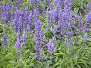 Salvia “Victoria Blue”