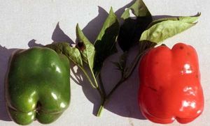 Pepper “California Wonder”
