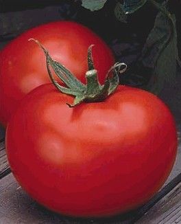 Tomato “Better Boy”