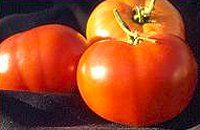 Tomato “Marglobe”