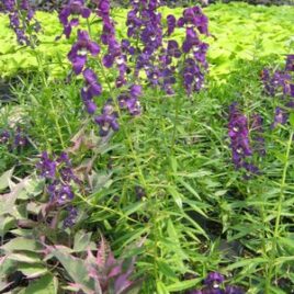 Angelonia “Serena Purple”