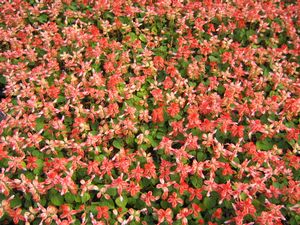 Salvia “Scarlet Bicolor”