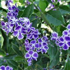 Duranta ‘Blue flowers Duranta’