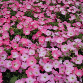 Petunia Grandiflora “Pink”