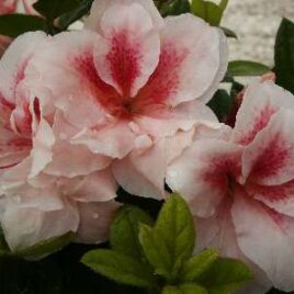 Encore Azalea Rhododendron Autumn Belle