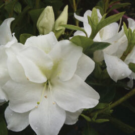 Encore Azalea Rhododendron Autumn Moonlight