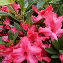 Encore Azalea Rhododendron Autumn Sundance