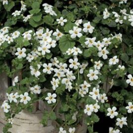 Bacopa “White”