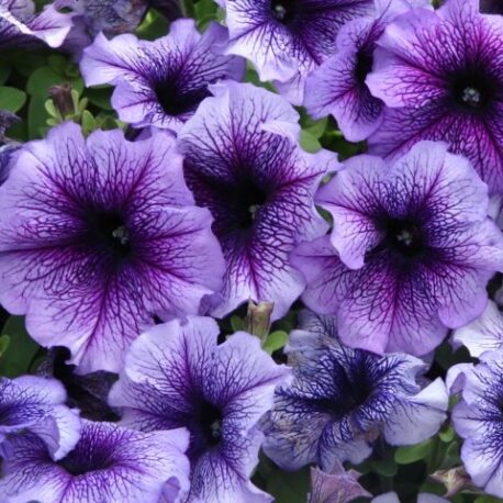 blue vein