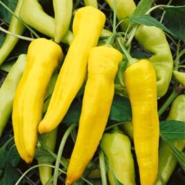 Pepper “Banana Sweet”