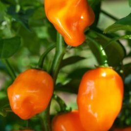 Pepper “Habanero”
