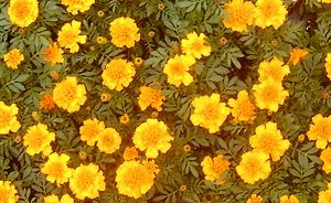 Marigold “Janie Bright Yellow”