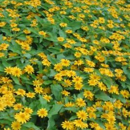 Melampodium “Million Gold”