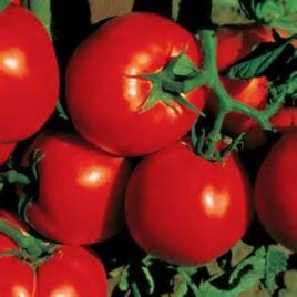 Tomato “Celebrity”
