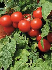 Tomato “Cherry Red”
