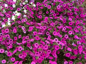 Petunia Grandiflora “Purple”