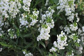 Angelonia “Serena White”