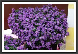 Bacopa “Blue”