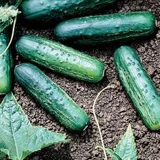 Cucumber “Bush Pickle”