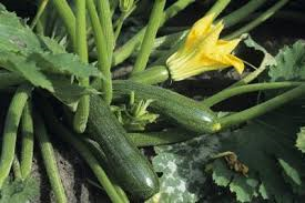 Squash “Zucchini”
