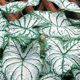 Caladium Hortulanum “White”