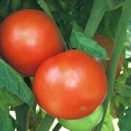 Tomato “Homestead 24”