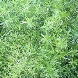 Asparagus “Densiflorus Springeri”