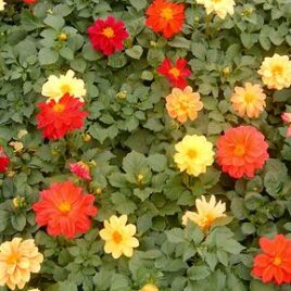 Dahlia Mix