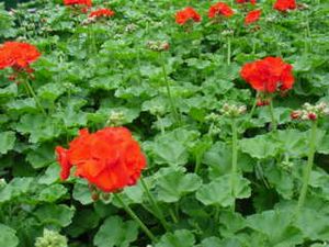 Geranium “Red”