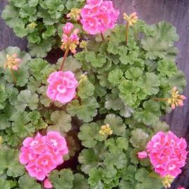Geranium “Pink”