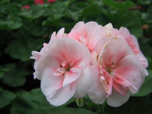 Geranium “Light Salmon”