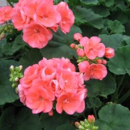 Geranium “Salmon”