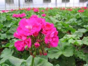 Geranium “Cherry Rose”