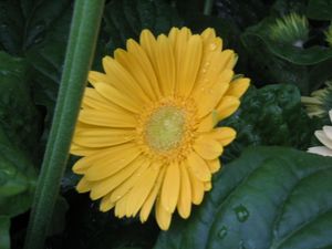 Gerbera Daisy “Yellow”
