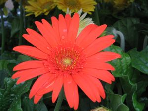 Gerbera Daisy “Orange”