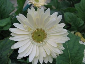 Gerbera Daisy “White Shades”