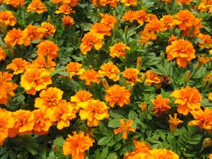 Marigold “Janie Deep Orange”
