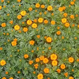 Marigold “Crush Pumpkin”