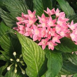 Penta “Pink”