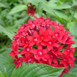 Penta “Red”