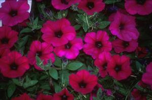 Petunia “Wave Purple”