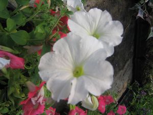 Petunia “Easy Wave White”
