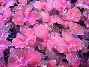 Coleus Sunlover “Red Ruffle”