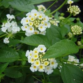 Lantana “Silver Mound”