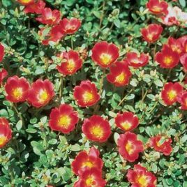 Portulaca “Hot Red”