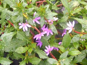 Scaevola “Blue”