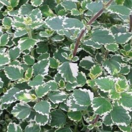 Swedish Ivy “Variegated”