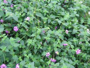 Lantana “Trailing Lavender”